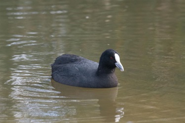 Peter-Richardson_Eurasian-Coot-Apex-Park.jpg