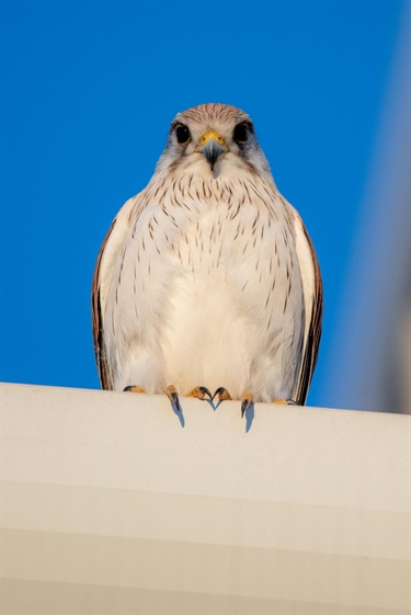 Peter-Richardson_Nankeen-Kestral-Falcon-Morphett-Road-Depot.jpg