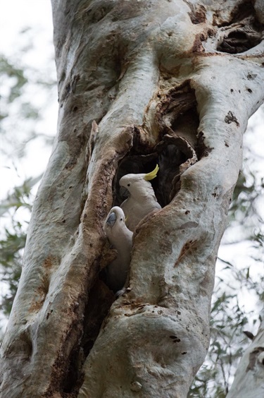 Peter-Richardson_Sulphhur-Crest-Cockatoo-Hardys-Road-Sig-Tree-1.jpg