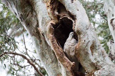 Peter-Richardson_Sulphhur-Crest-Cockatoo-Hardys-Road-Sig-Tree-2.jpg