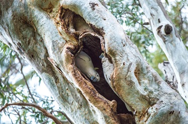 Peter-Richardson_Yin-Yang-Hardys-Road-Sig-Tree.jpg