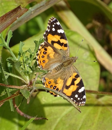 Sarah-MacDonald_Plympton_Butterfly.jpg