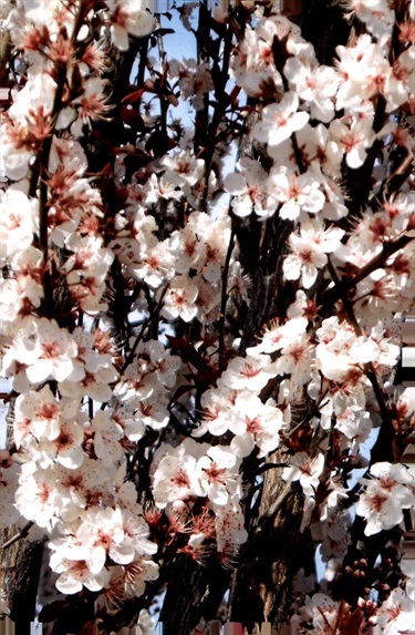 Vals-Blossoms_4.jpg