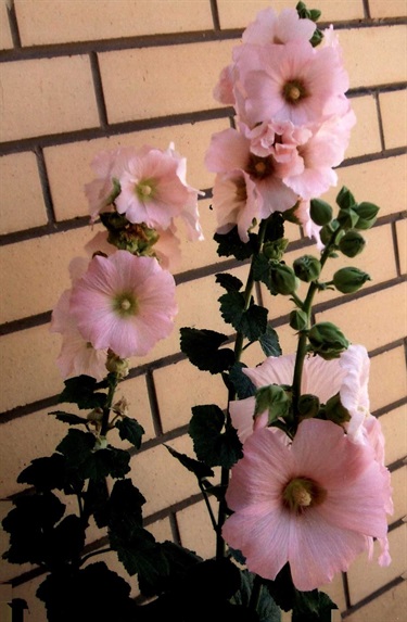 vals-flowers.jpg