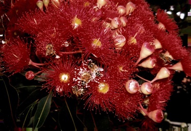 Vals-Gum-Flowers_3.jpg