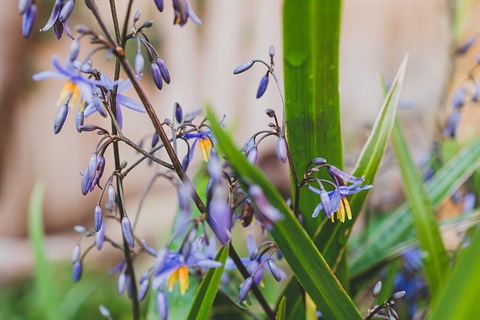 Dianella.jpg