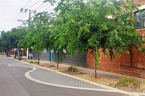 Holland-Street---trees.jpg