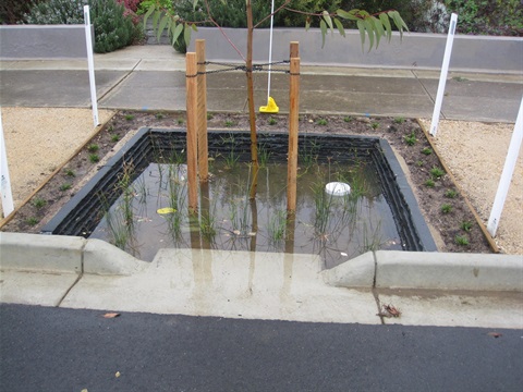 Rain-garden.jpg