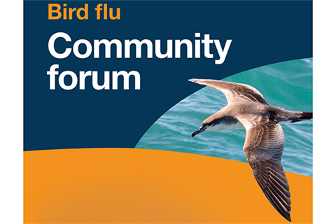 bird flu.png