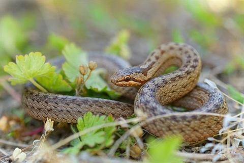 brown-snake.jpg