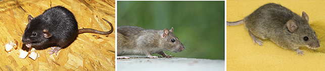 rats_and_mice.jpg
