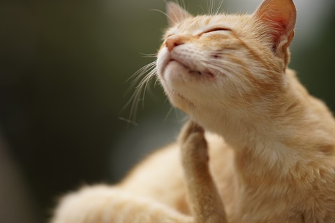 Cat-Paw-Scratches.jpg