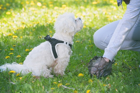 cleaning-up-after-the-dog.jpg