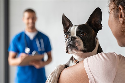 Closeup-of-cute-boston-terrier.jpg