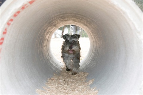 Pooch-Park_91-Small.jpg