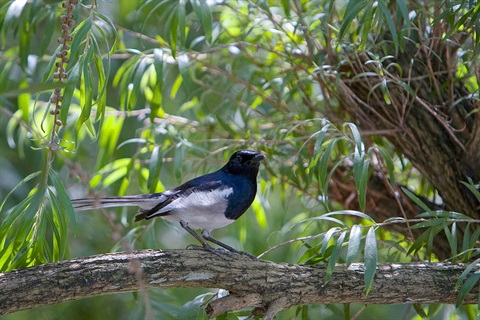 Willy Wagtail